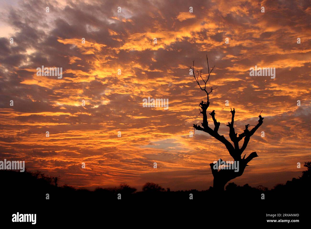 Great evening light on the Senegal River near Kayes, Mali Stock Photo