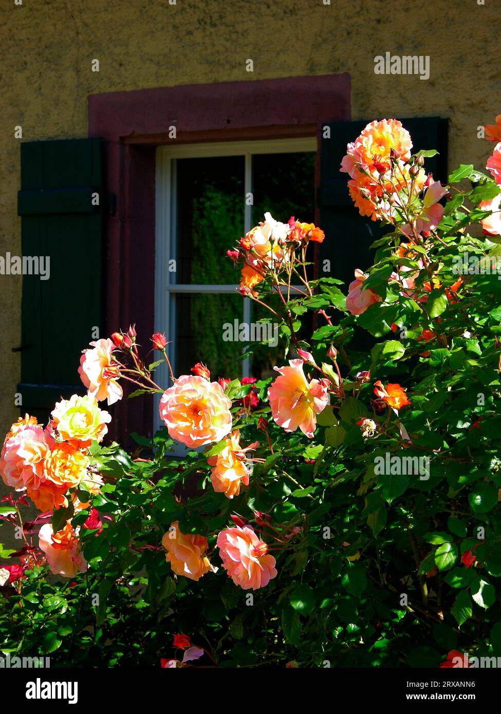 Shrub roses by the window, summer garden Stock Photo