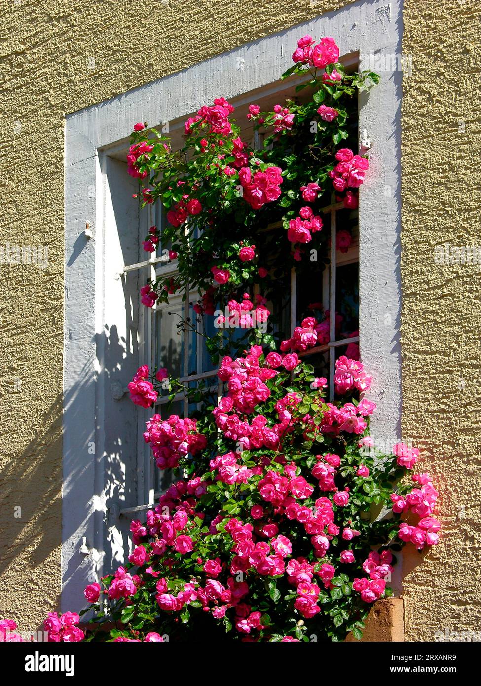 Pink flowering climbing rose hi-res stock photography and images - Alamy