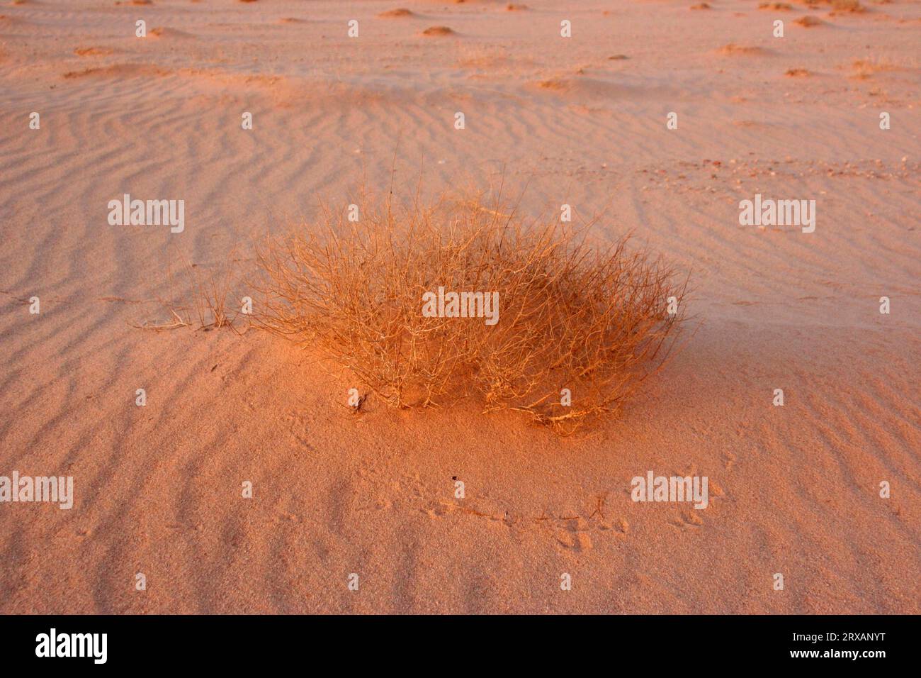 A withered bush near the sand field of Timsah, Libya Stock Photo