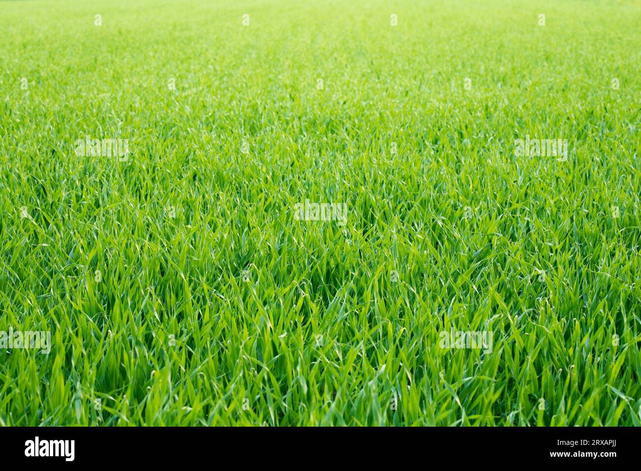 Green barley seedlings on a barley field Stock Photo