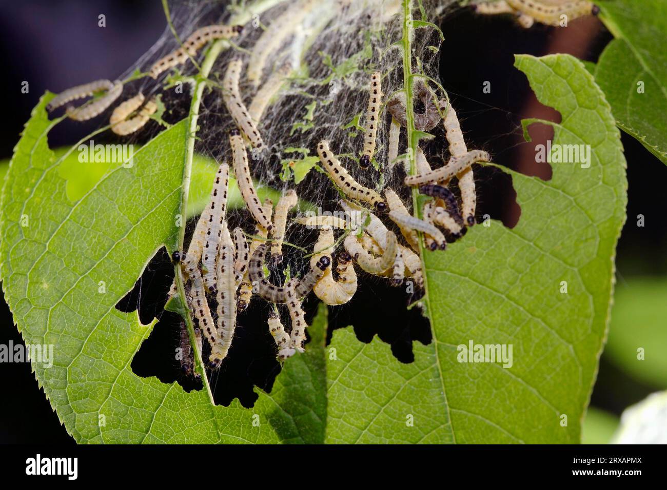 Caterpillars Codling Moth Stock Photo By ©Wolfness72, 46% OFF