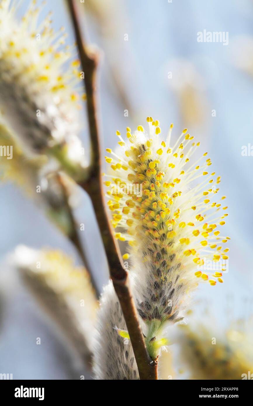 Spring time willow catkins aments on a willow Stock Photo