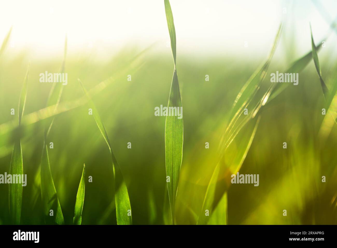 Barley seedlings growing on a field in closeup Stock Photo