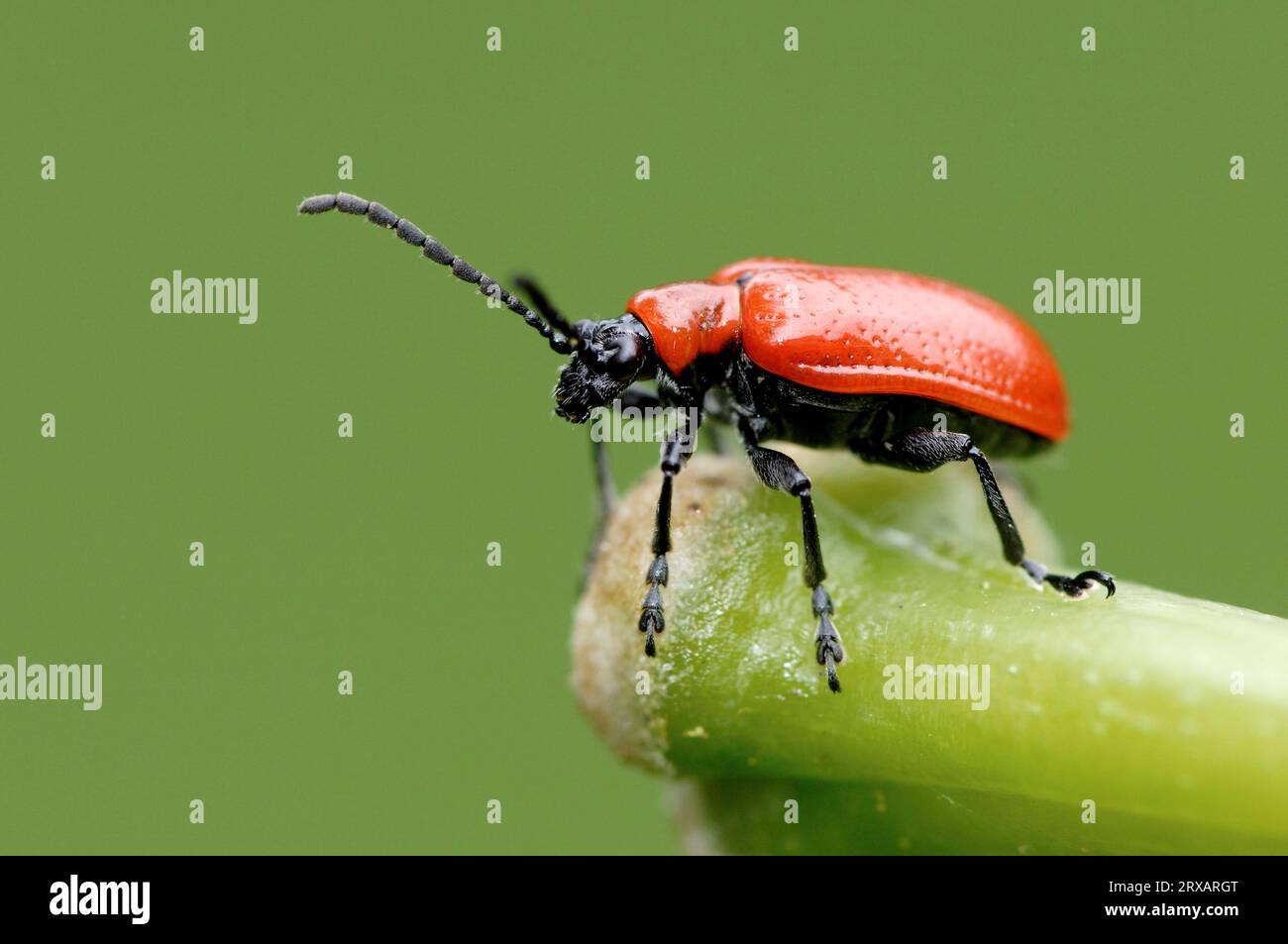 Lily leaf beetle, North Rhine-Westphalia (Liloceris lilii), Germany Stock Photo