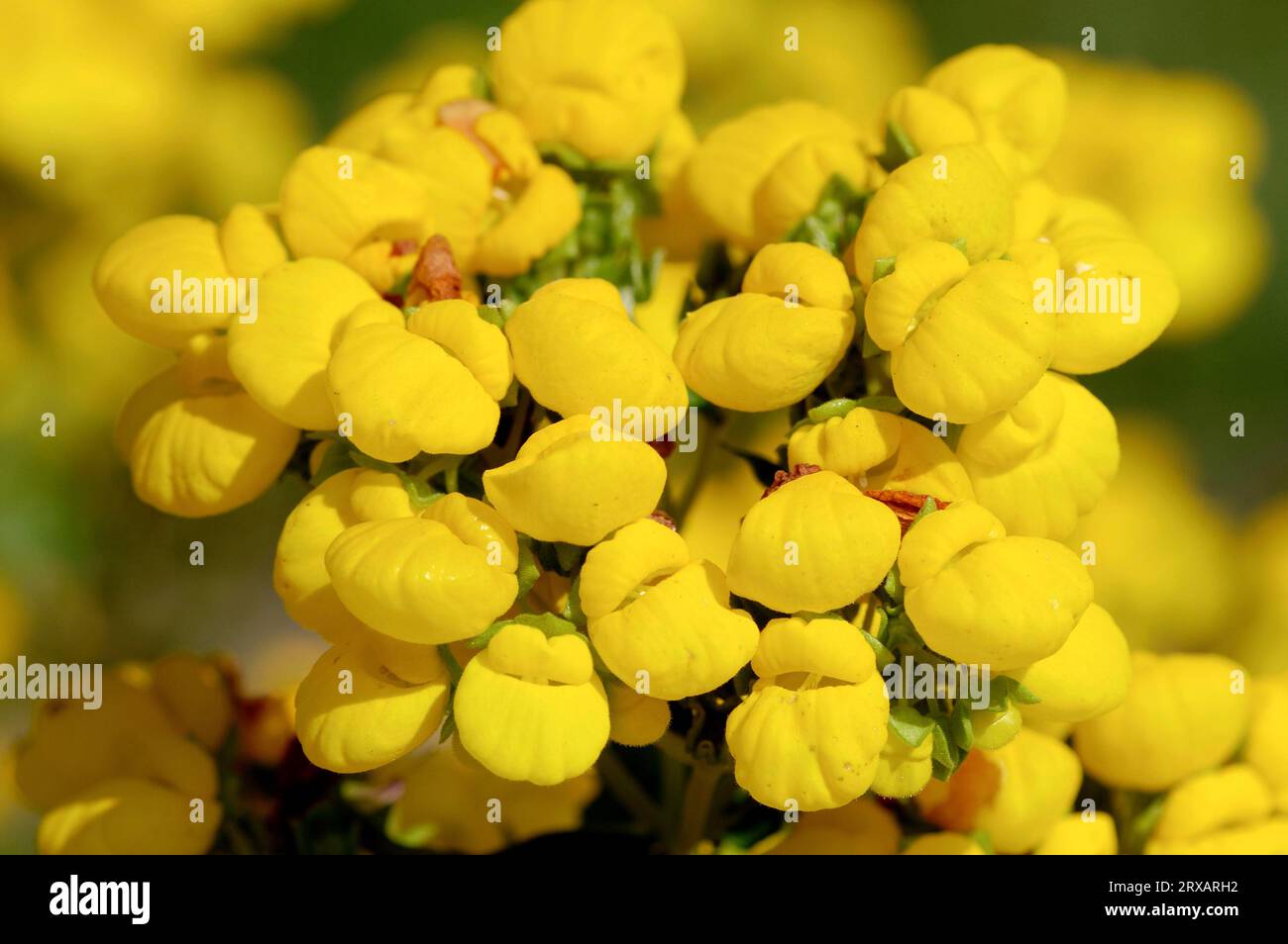 Slipper Flower (Calceolaria integrifolia) Stock Photo