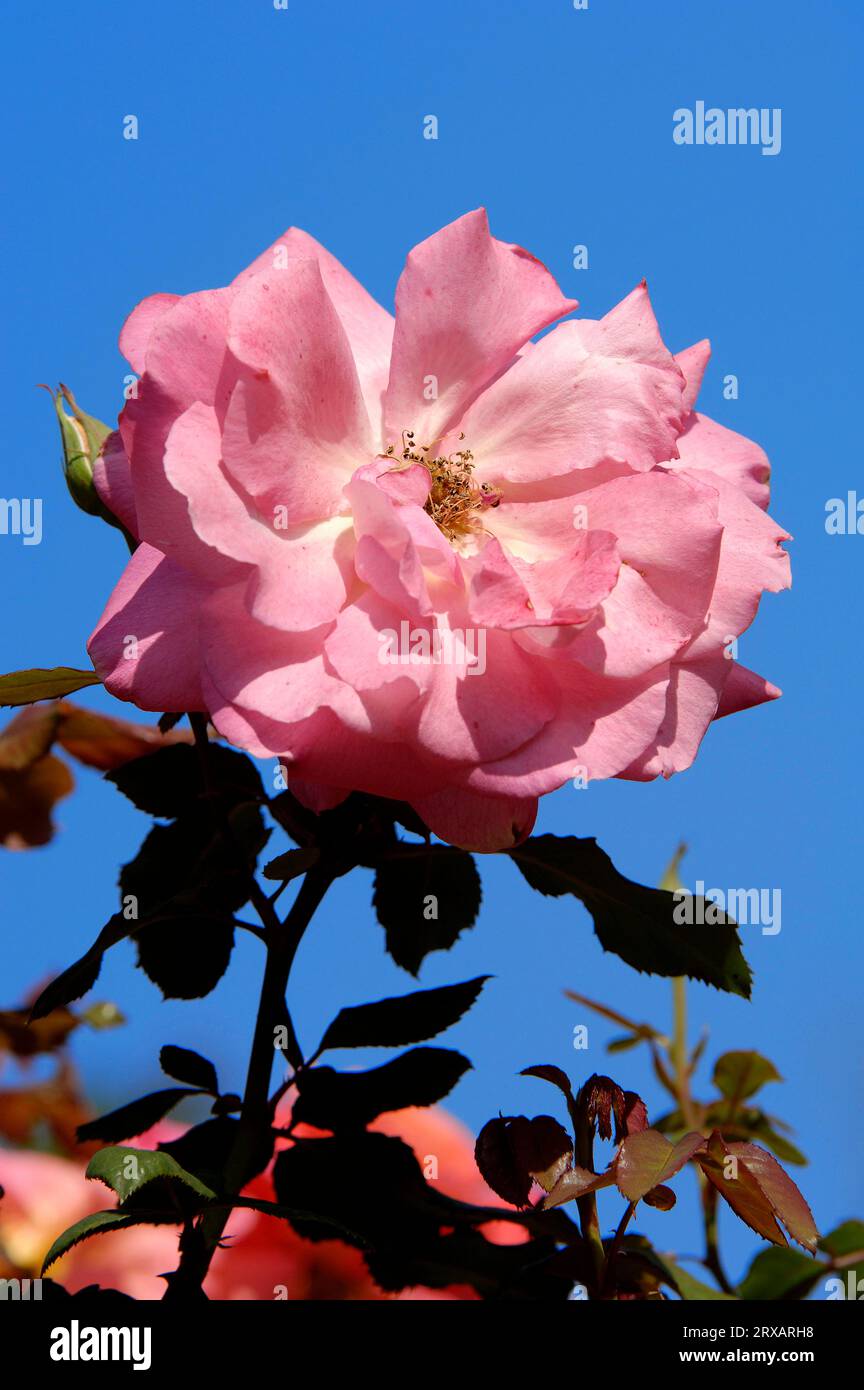 Climbing Rose (Rosa) 'Lydia' Stock Photo - Alamy