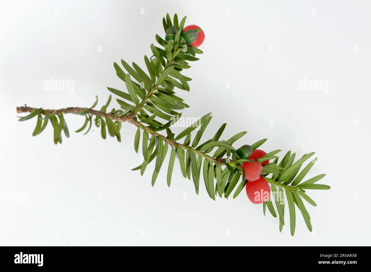 Yew, twig with berries, english yew (Taxus baccata), Yew family, Taxaceae  Stock Photo - Alamy