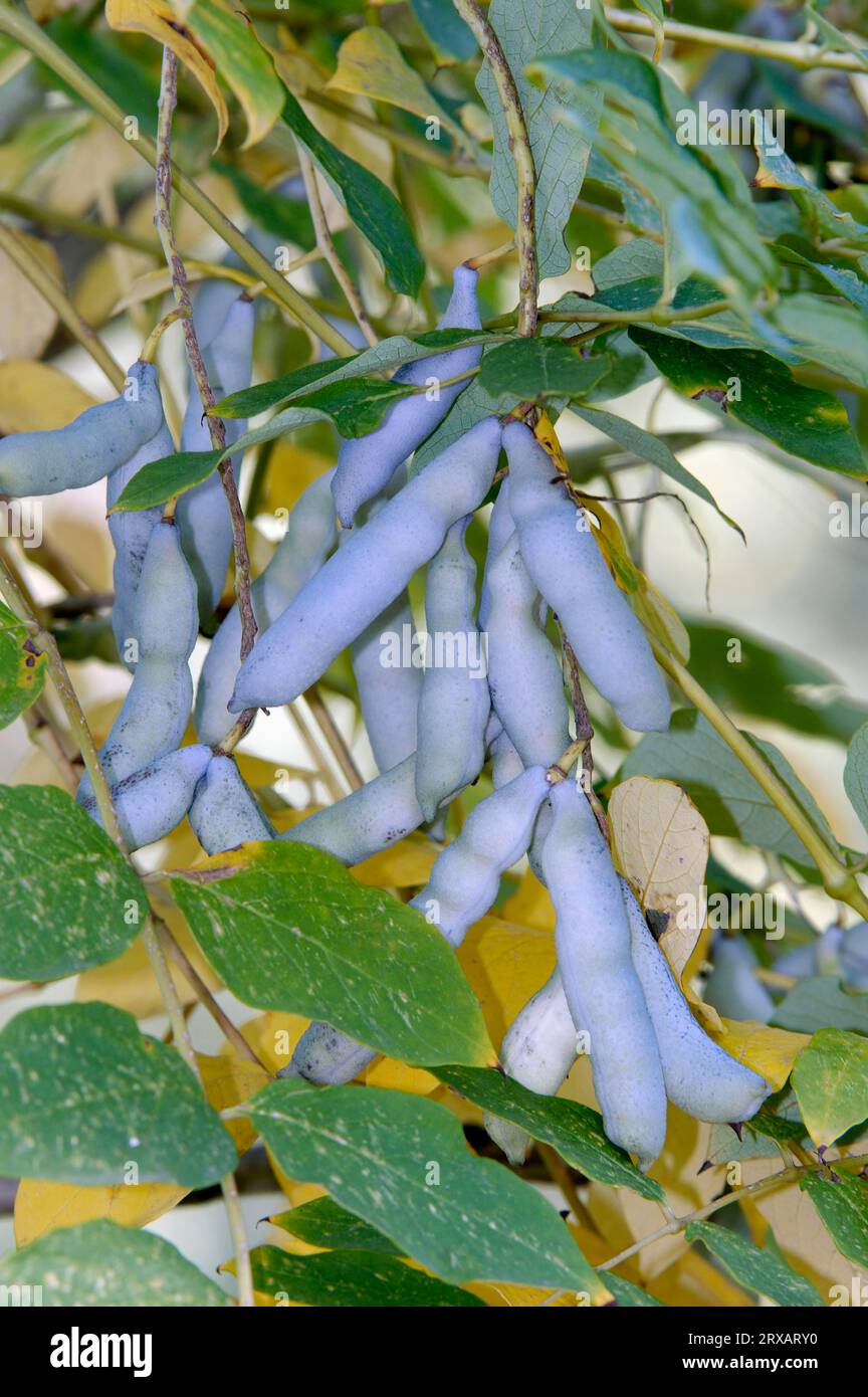 Blue Bean Shrub, fruits (Decaisnea fargesii), Blue Bean Bush Stock Photo