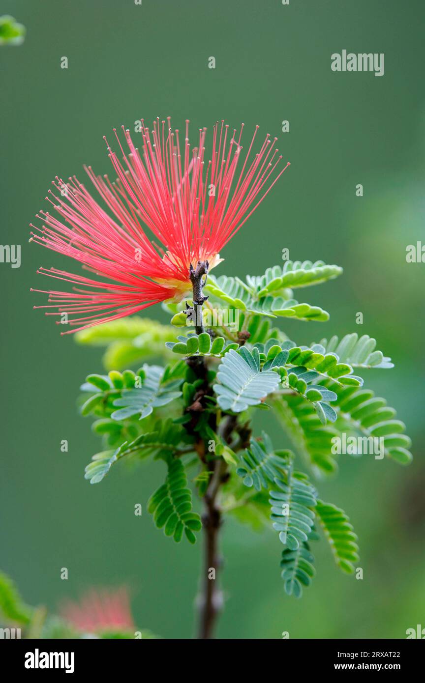 Powderpuff, Powder Puff Shrub (Calliandra Stock Photo Alamy
