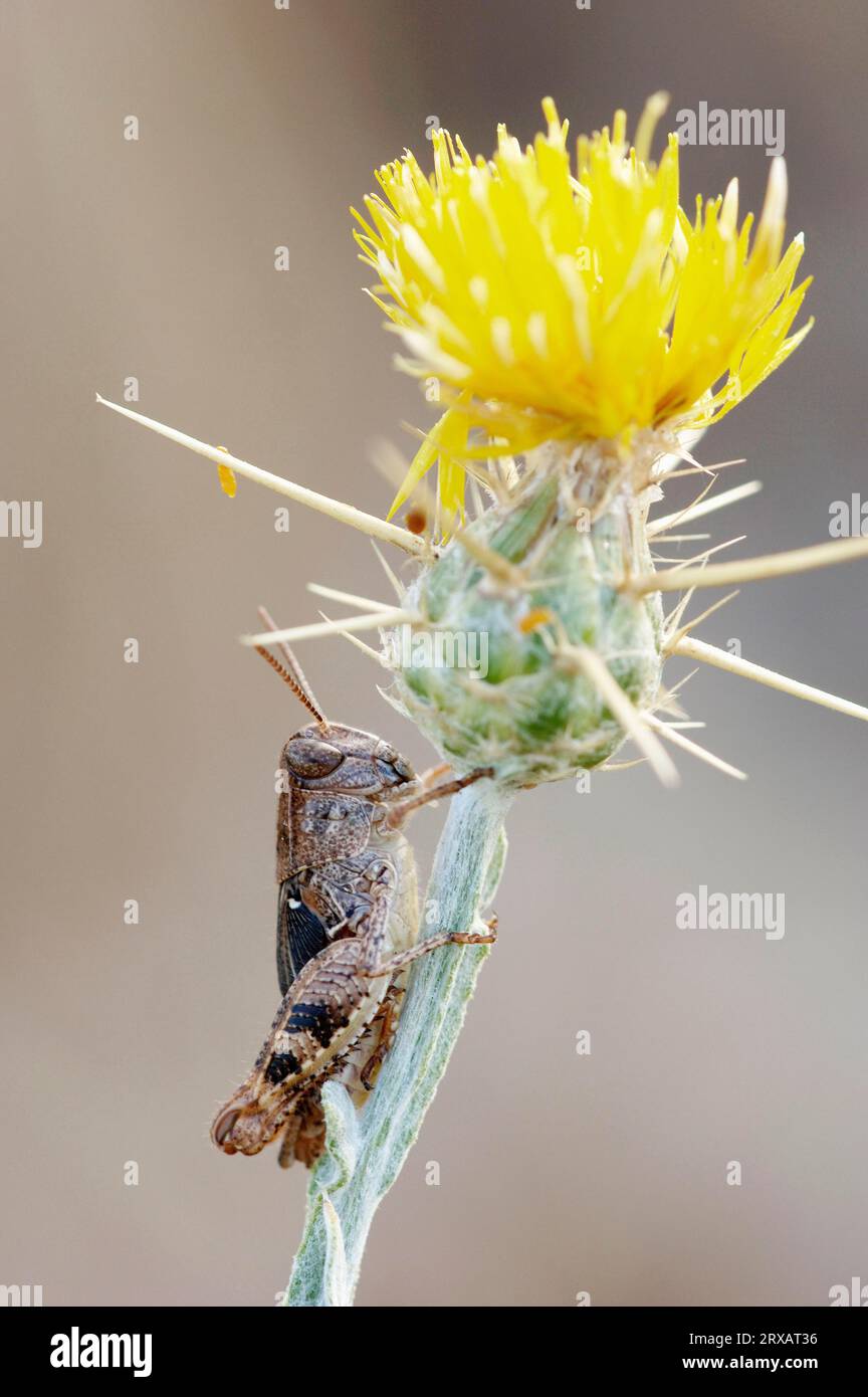 Blue-winged Grasshopper (Sphingonotus caerulans) on Saffron Thistle (Carthamus lanatus), Provence, Southern France Stock Photo