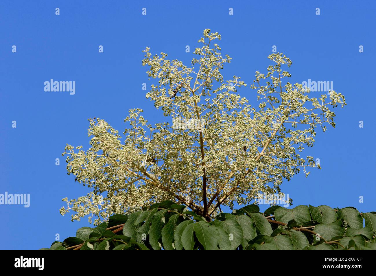 Japanese korean angelica-tree (Aralia elata) (Aralia mandshurica) Stock Photo