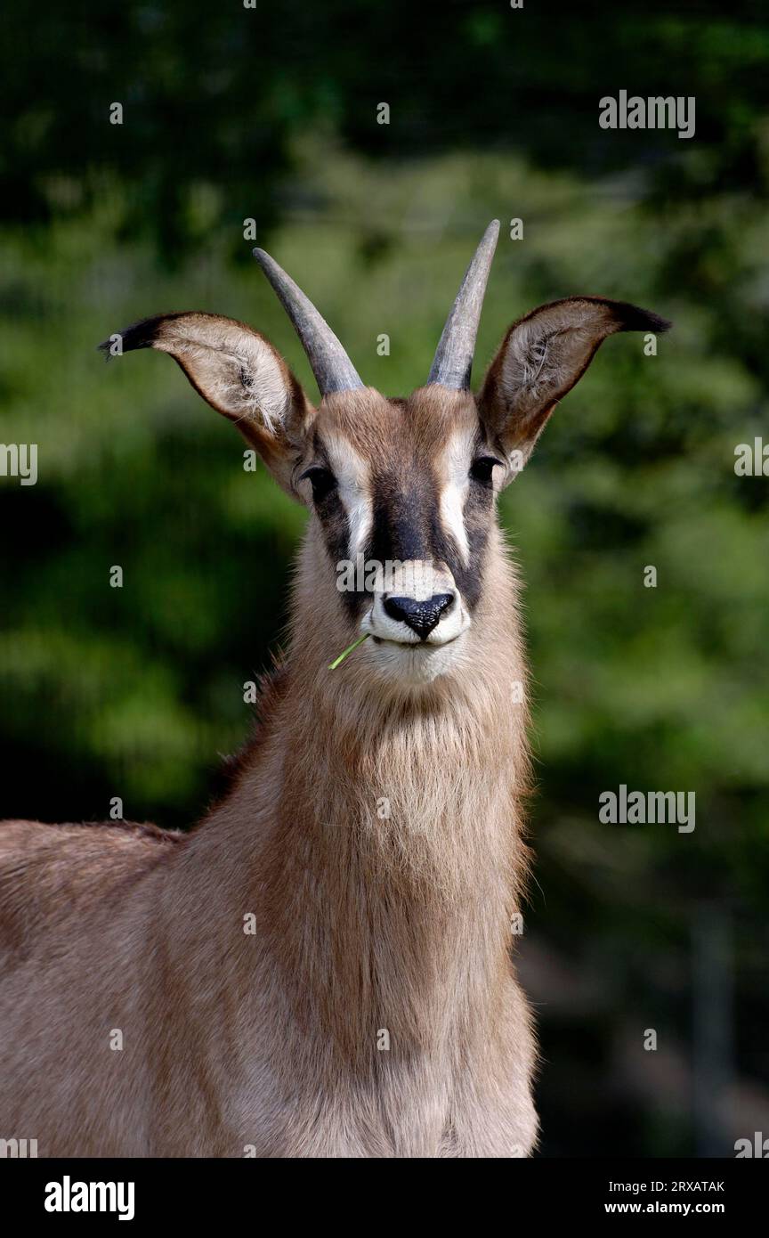 Roan antelope (Hippotragus equinus Stock Photo - Alamy