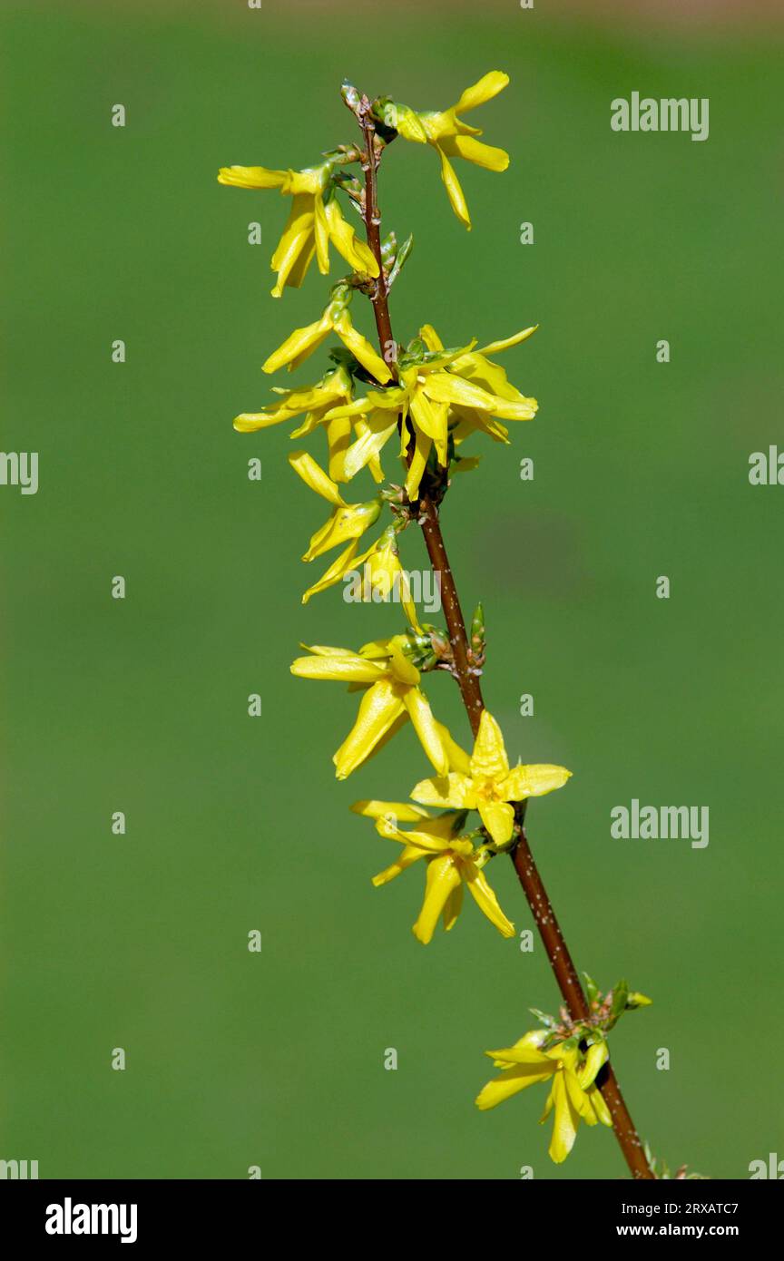 Forsythia (Forsythia intermedia) Stock Photo