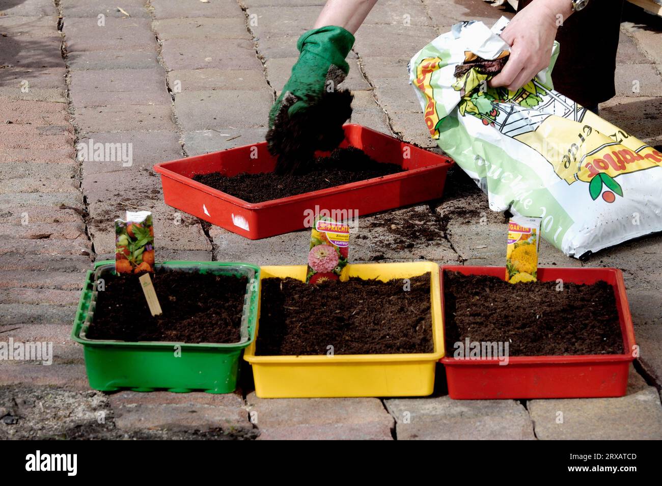 Sowing flower seeds in seed trays, Germany Stock Photo Alamy
