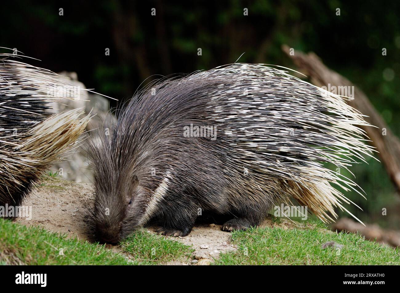 African Porcupine (Hystrix africae-australis), Crested Porcupine (Hystrix cristata) Stock Photo
