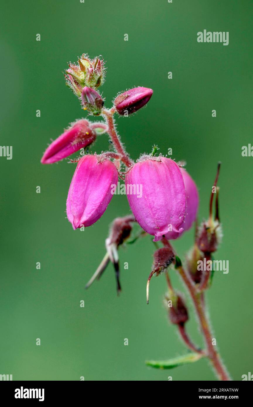 Irish daboecia cantabrica (Daboecia cantabrica) Stock Photo