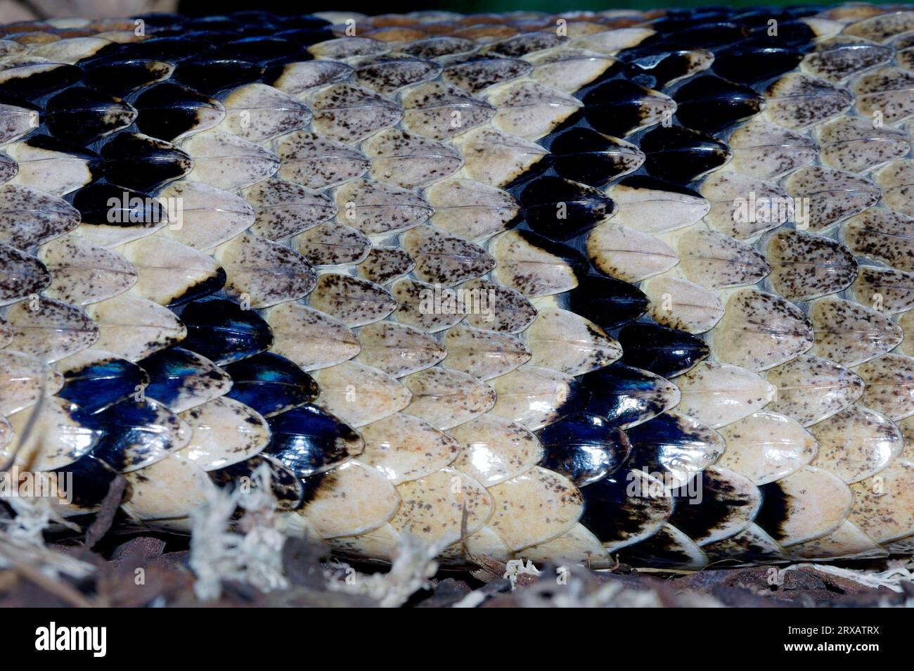 Timber Rattlesnake (Crotalus horridus), skin detail Stock Photo - Alamy
