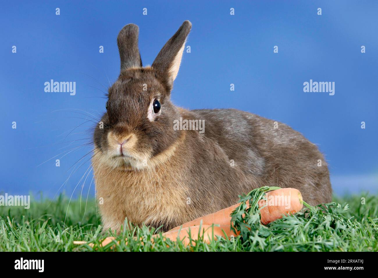 Dwarf rabbit, colour dwarf tan brown, with carrot, domestic rabbit ...