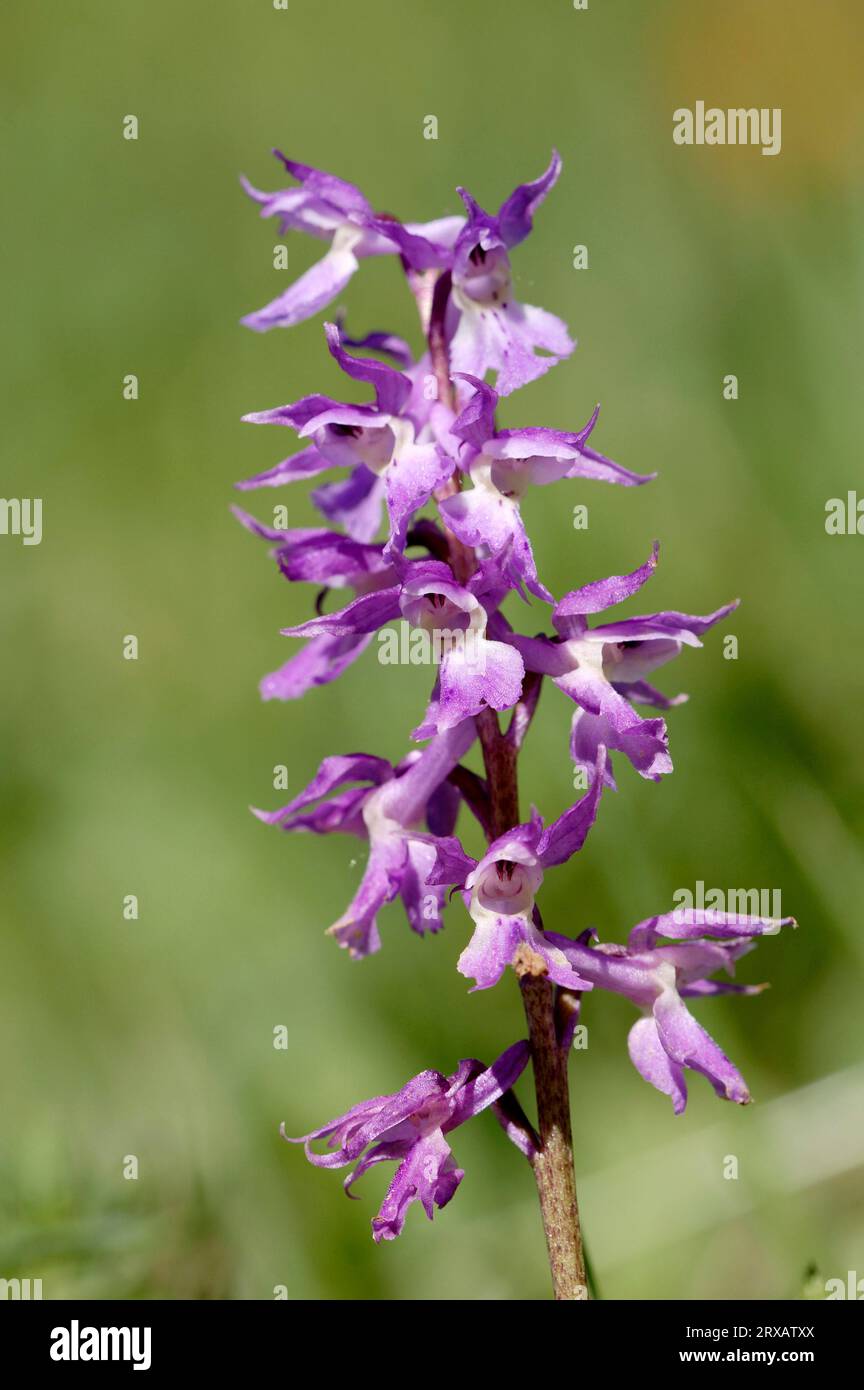 Early Purple Orchid, national park Berchtesgaden, Bavaria, Germany (Orchis mascula ssp. signifera) Stock Photo