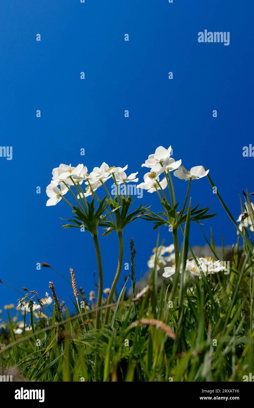 Narcissus Anemone (Anemone narcissiflora), national park Berchtesgaden, Bavaria, Germany Stock Photo