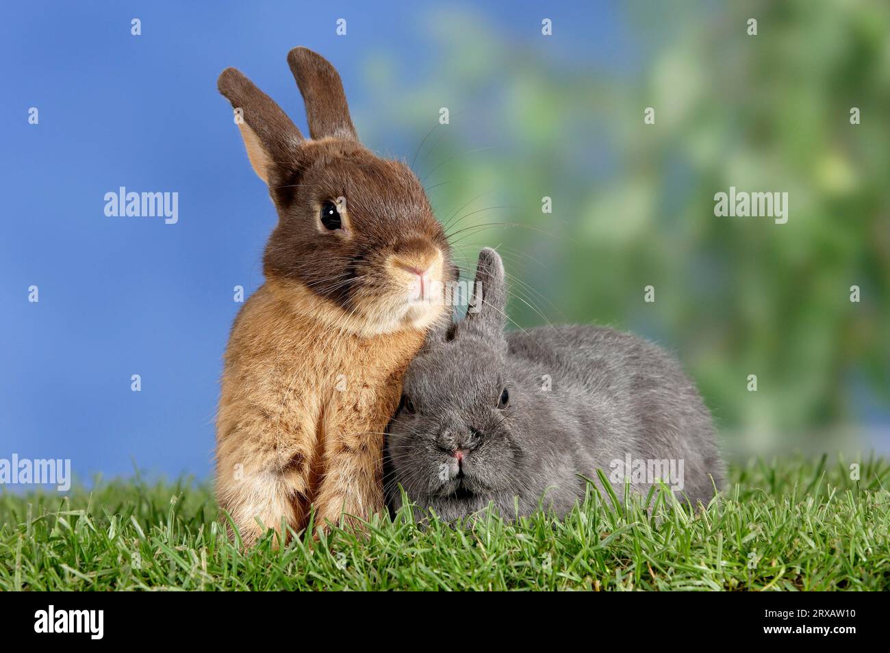 Dwarf rabbits, colour dwarf fawn and colour dwarf tan brown, domestic ...