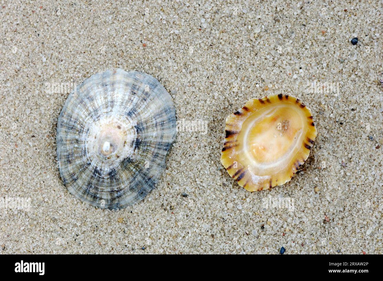Flat limpets, shells (Patella intermedia), snail shell, snail shells Stock Photo