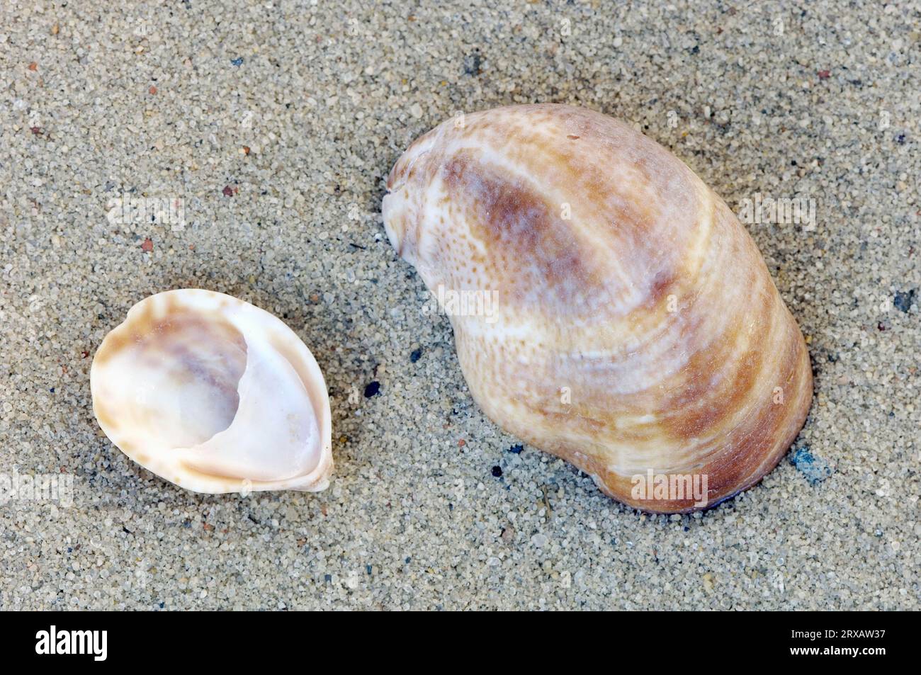 Common slipper shell (Crepidula fornicata), snail shell, snail shells