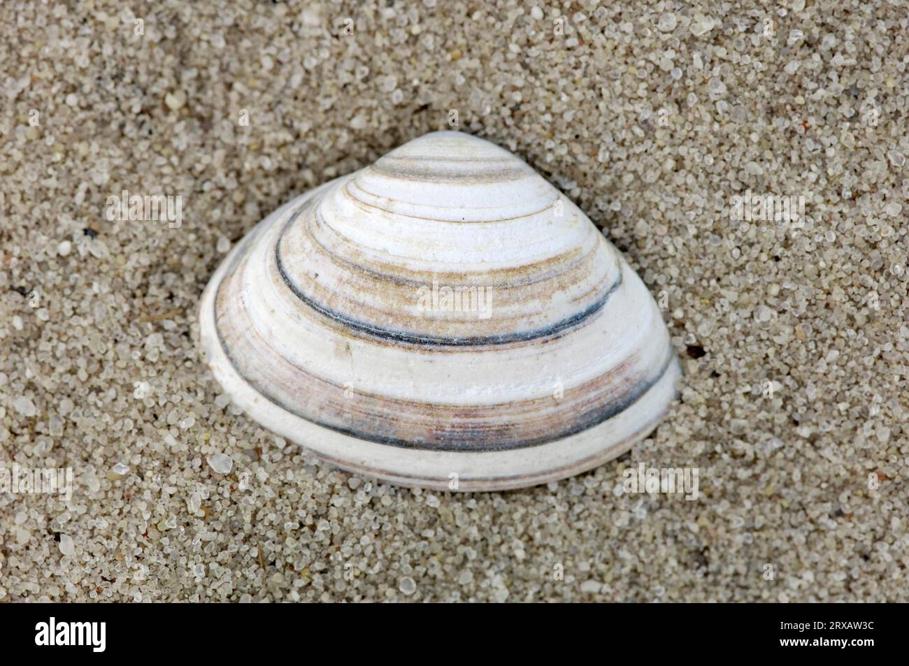 Surf Clam shell, France (Spisula subtruncata Stock Photo Alamy