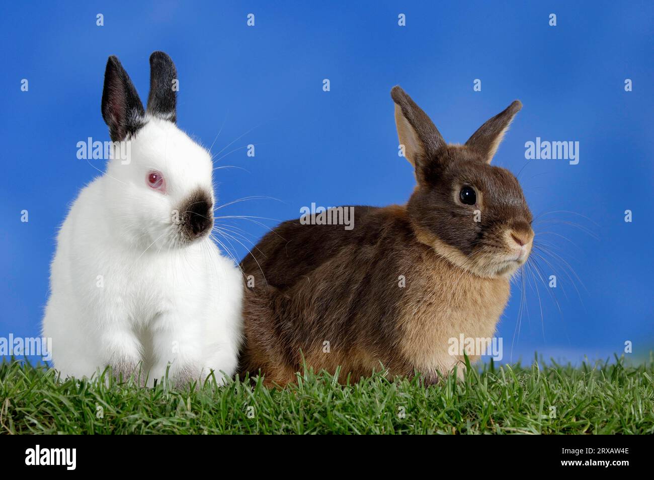 Dwarf Rabbit, Colour Dwarf Russian and Colour Dwarf Tan Brown, Russian, Domestic Rabbit Stock