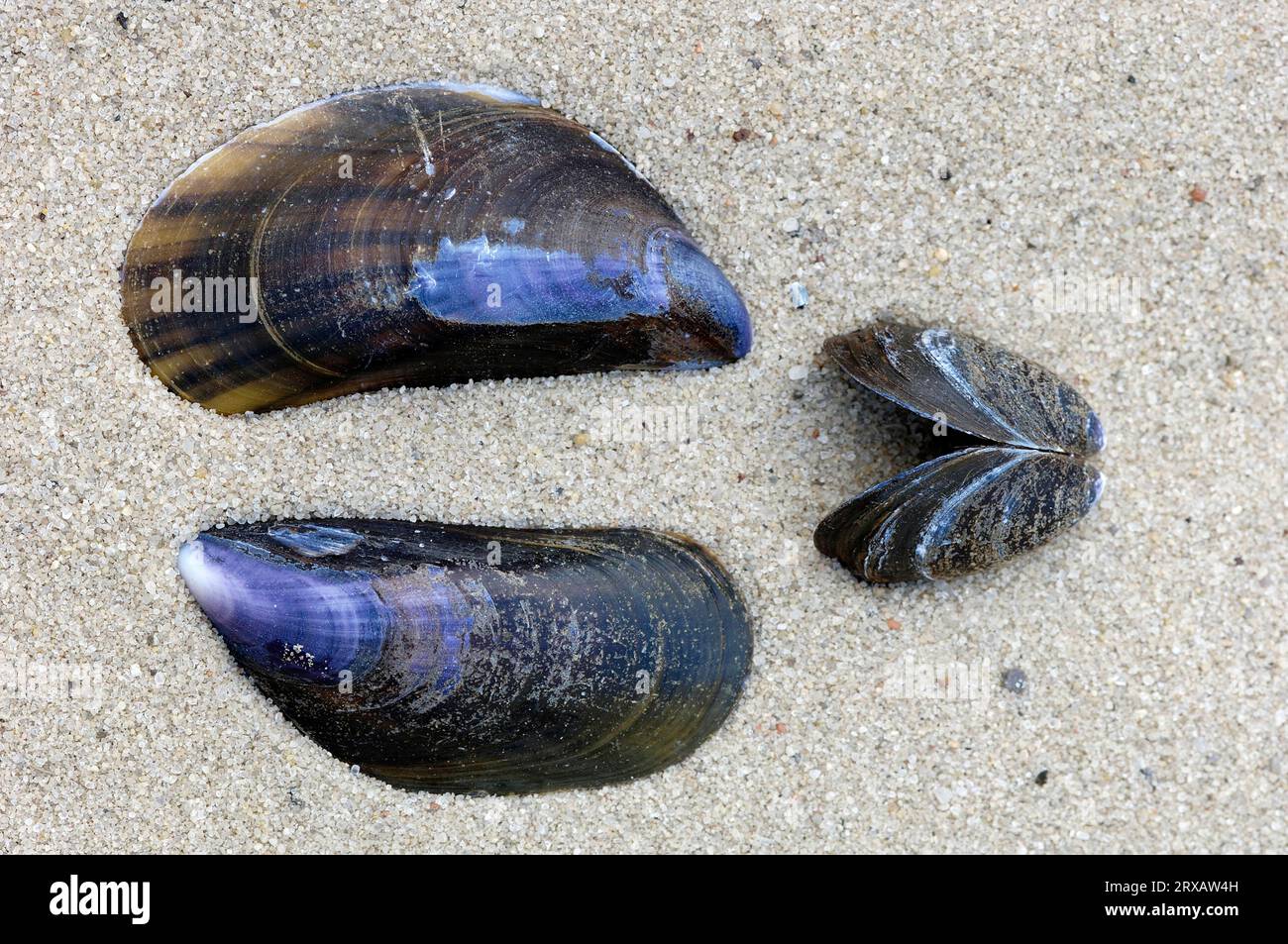 Edible (Mytilus edulis) mussel, shell, mussel shell, mussel shells