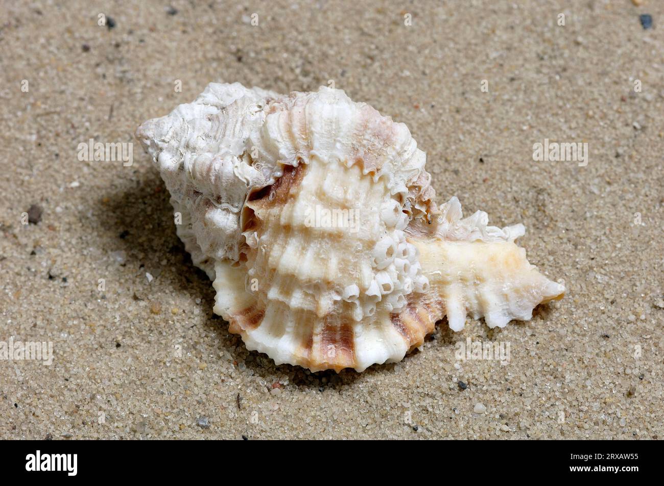 Lace Murex, snail shell, Sanibel Island, Florida, USA (Chicoreus dilectus) Stock Photo