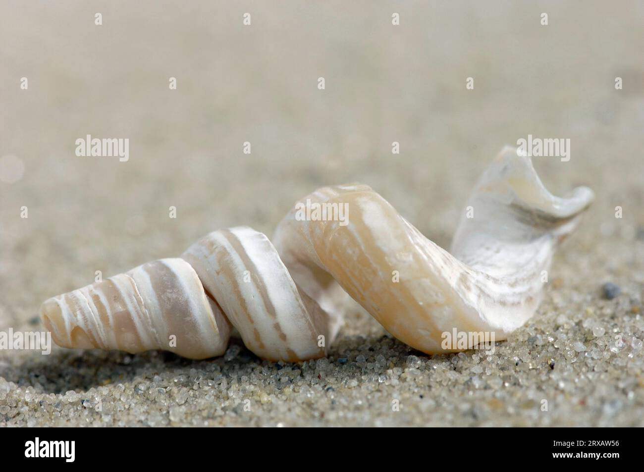 Slit Worm Shell (Tenagodus obtusus) Stock Photo