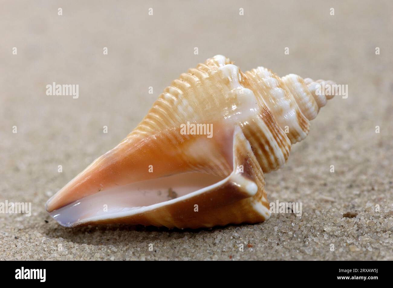 West Indian Fencer Snail, Strombus pugilis, snail shell, snail shells, detachable Stock Photo
