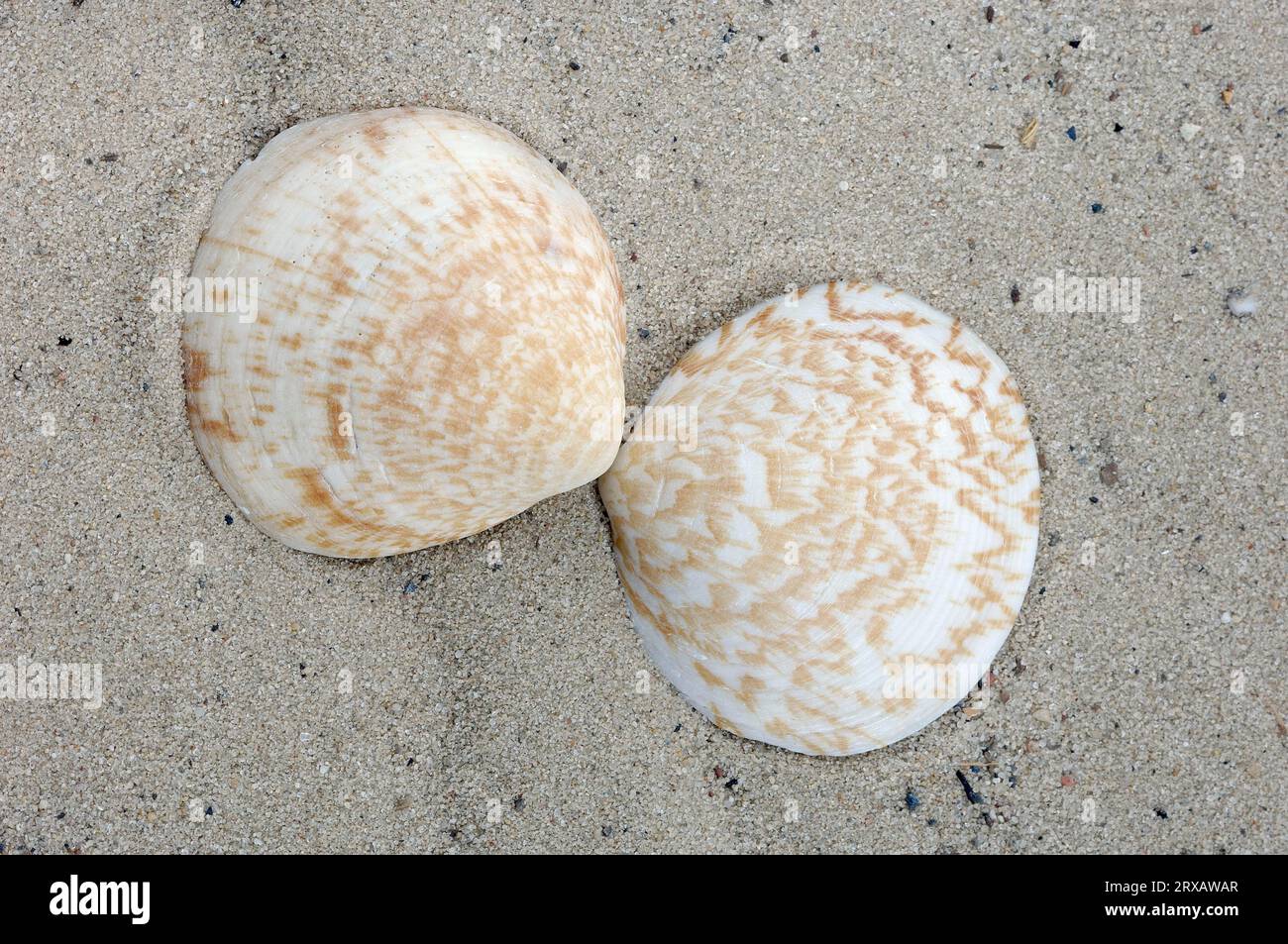Common seaweed (Glycimeris glycimeris), Mussel shell, Mussel shells ...