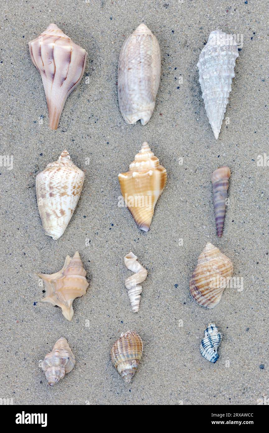 Different types of shells hi-res stock photography and images - Alamy