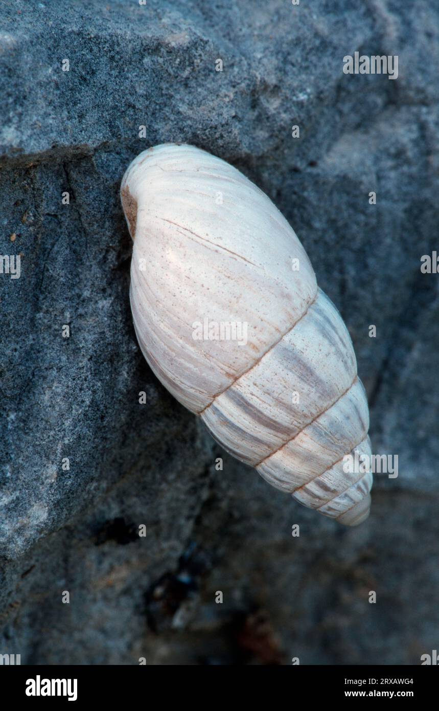 Zebra Snail, Provence, Southern France (Zebrina detrita) Stock Photo