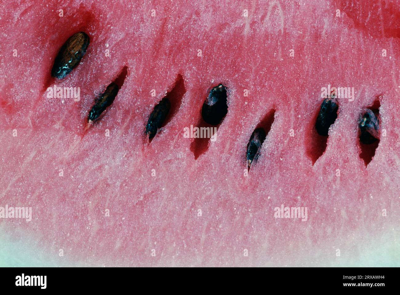 Watermelon (Citrullus lanatus Stock Photo - Alamy