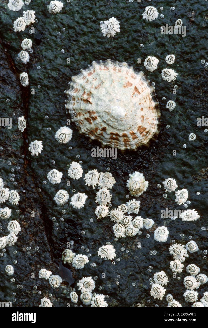 Common European Limpet (Patella vulgata) and Barnacles (Balanidae), Lofotes, Norway, Barnacle Stock Photo