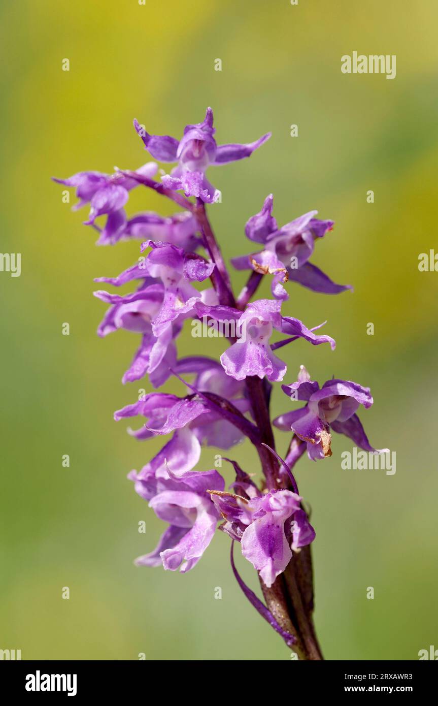 Magnificent orchid, Berchtesgaden National Park, Bavaria (Orchis mascula ssp. signifera), Germany Stock Photo