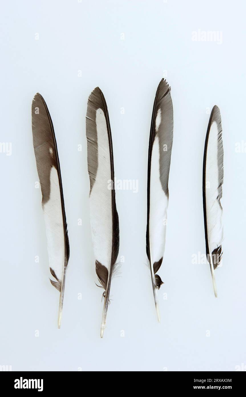  Magpie (Pica pica), feathers of hand wings Stock Photo - Alamy Bildidee 