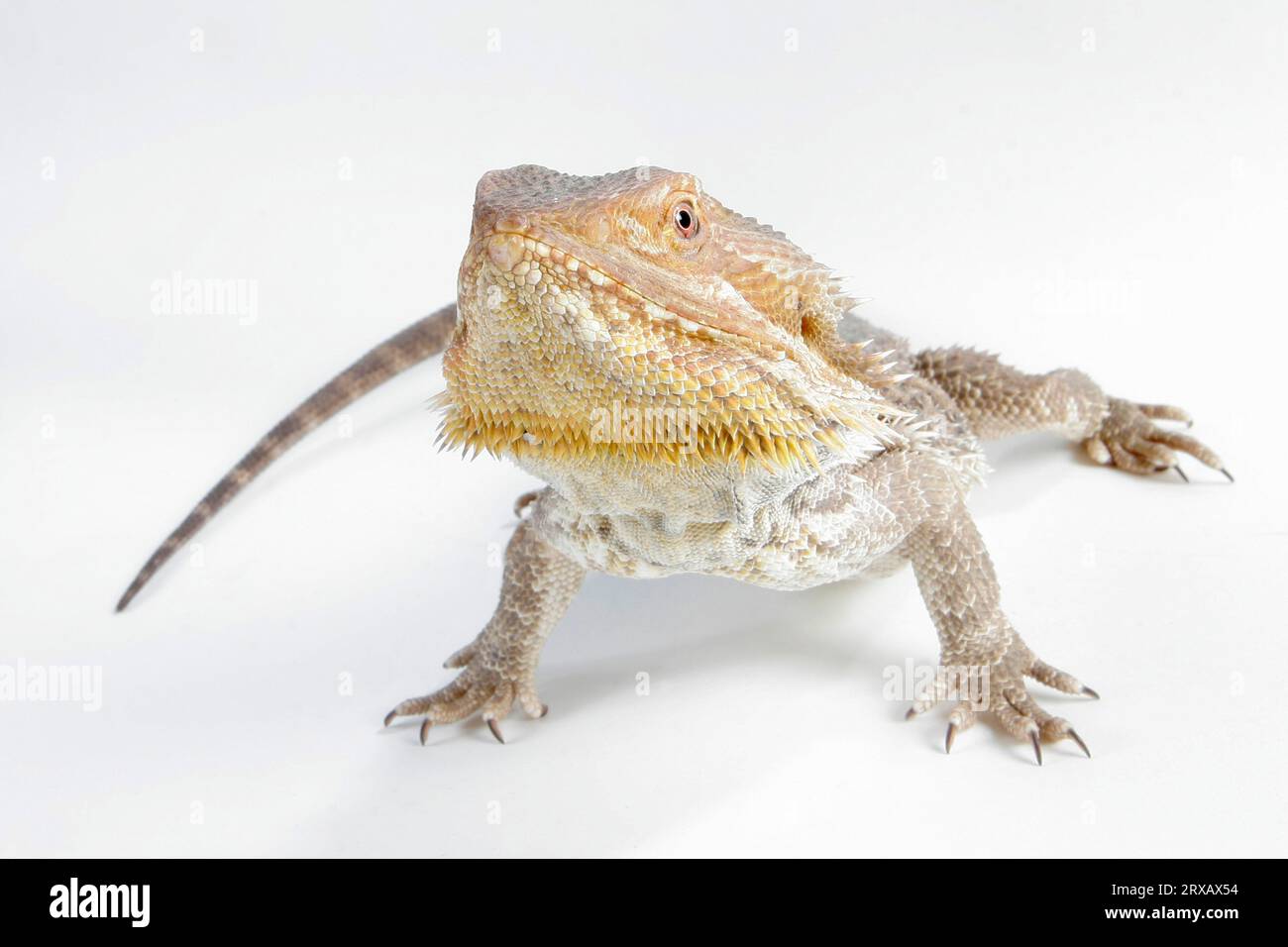 Bearded Dragon, bloodred (Amphibolorus vitticeps) (Pogona barbatus