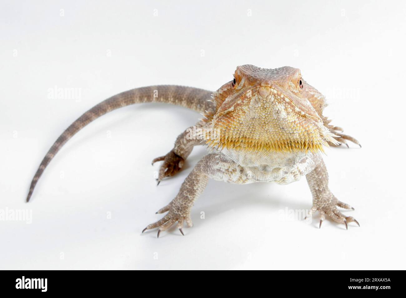 Bearded Dragon, bloodred (Amphibolorus vitticeps) (Pogona barbatus