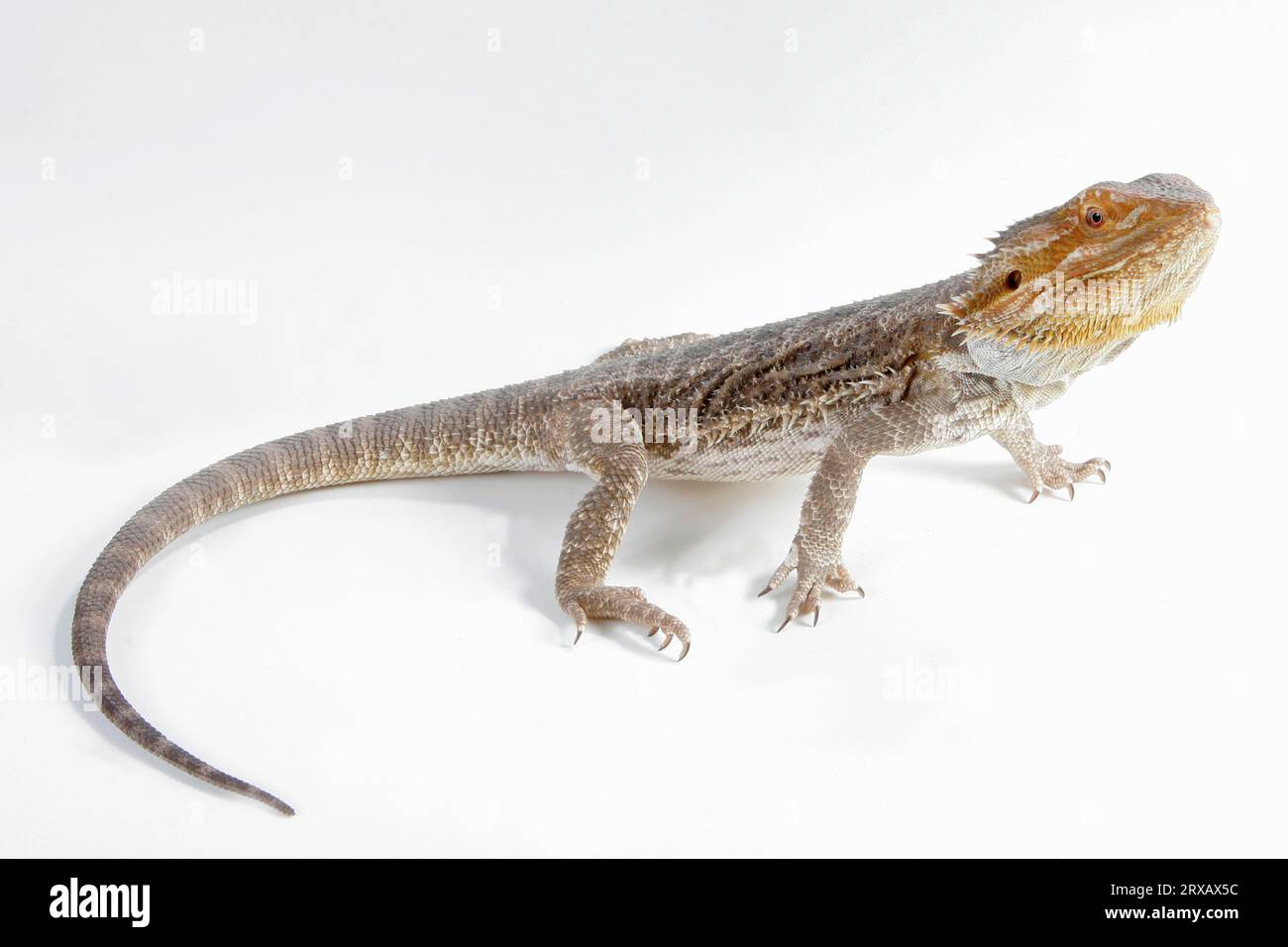Bearded Dragon, bloodred (Amphibolorus vitticeps) (Pogona barbatus