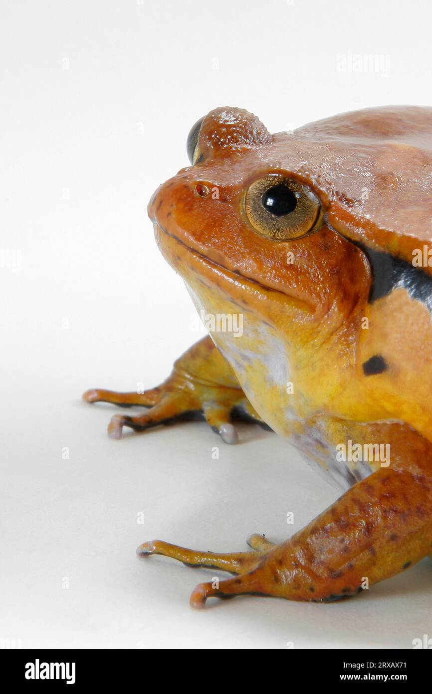 Tomato frog (Dyscophus guineti Stock Photo - Alamy