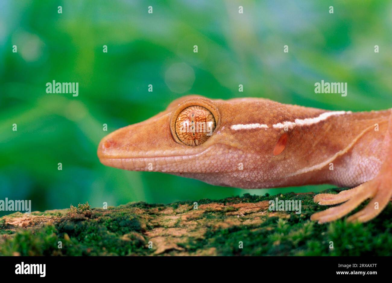 WhiteStriped Gecko (Gekko vittatus Stock Photo Alamy