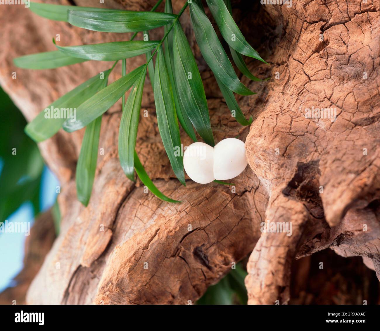 Eggs from Gecko Stock Photo