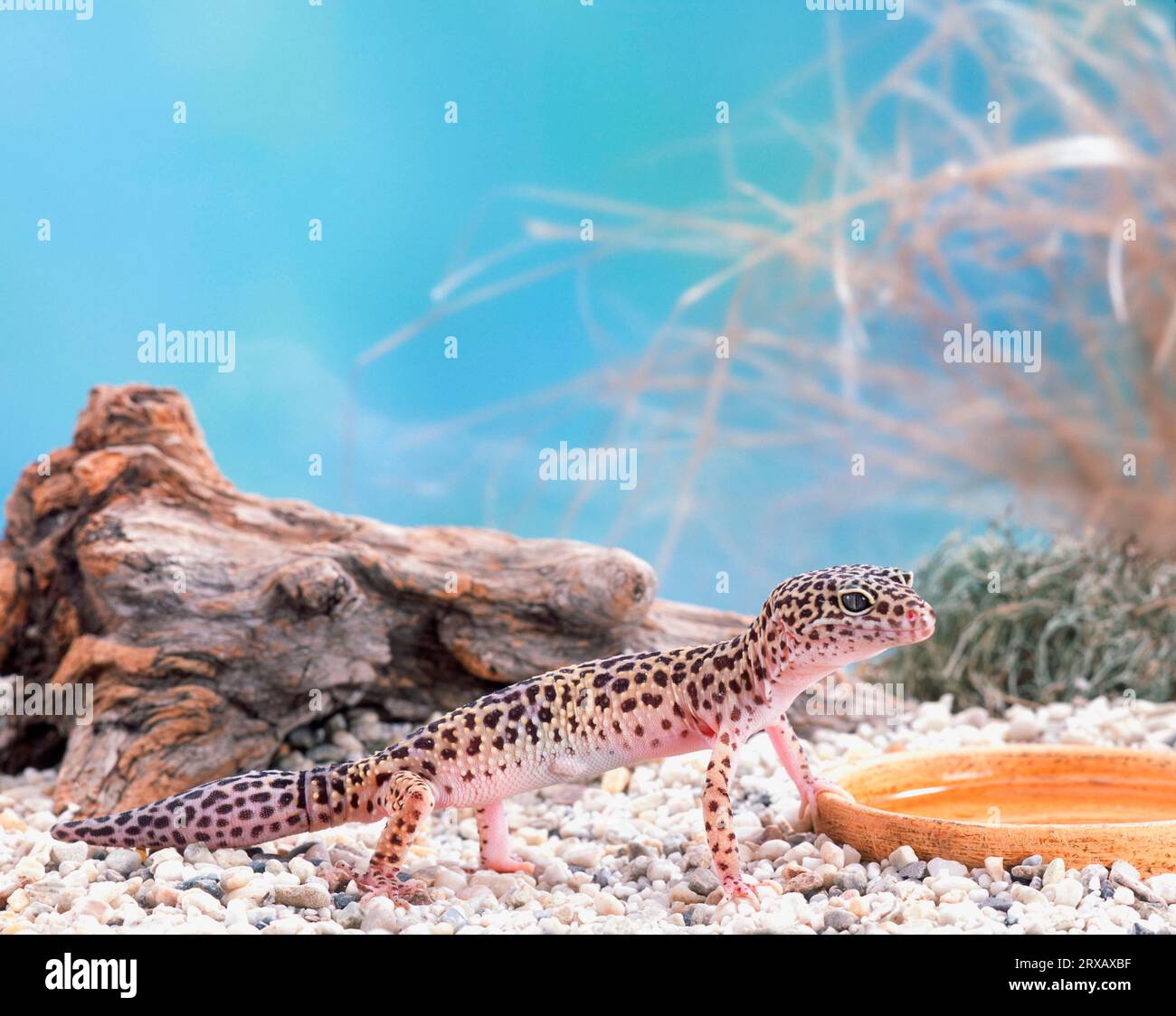 Leopard gecko (Eublepharis macularis) Stock Photo
