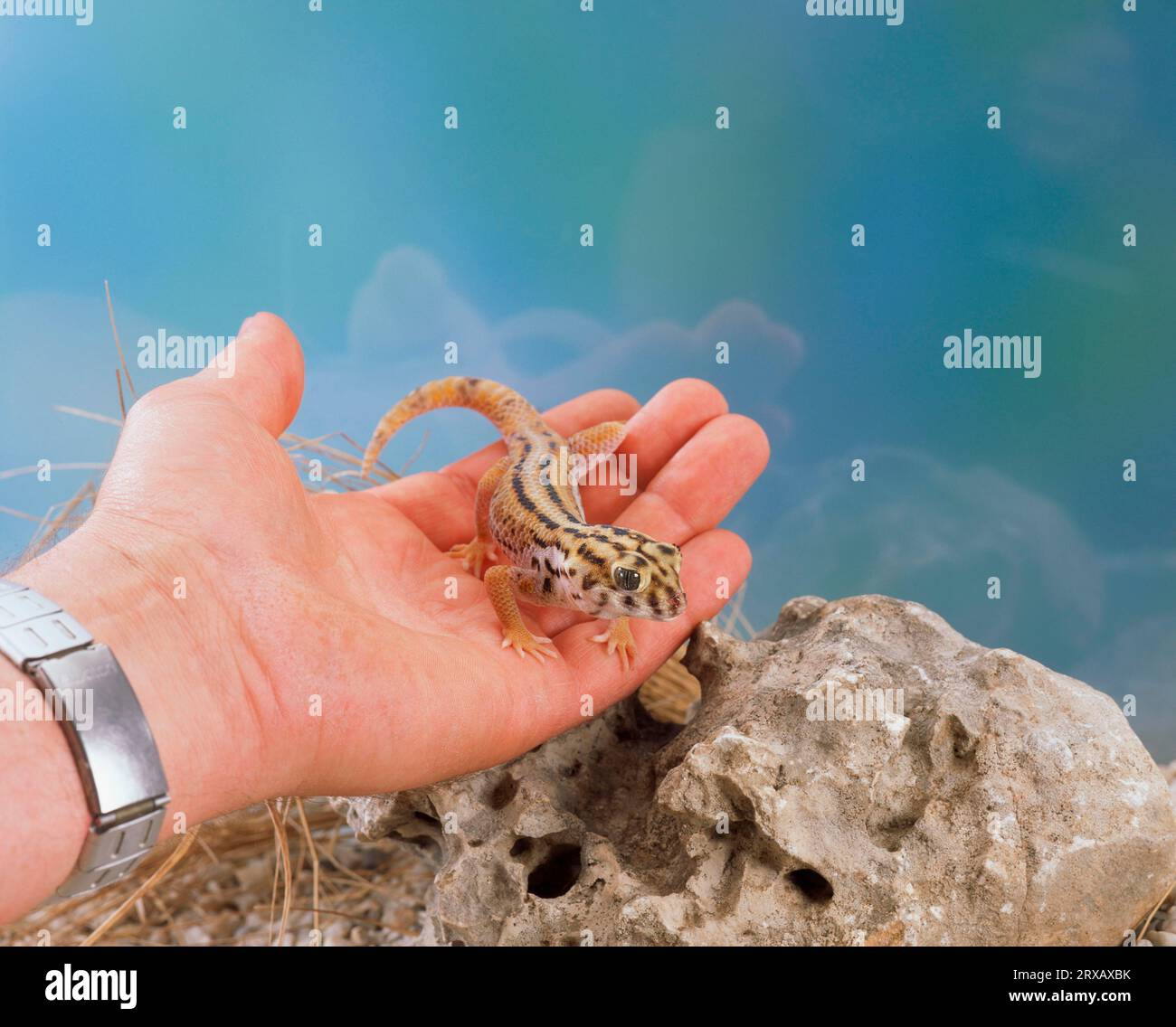 Large wonder gecko on human hand (Teratoscincus scincus keyserlingii), gecko Stock Photo