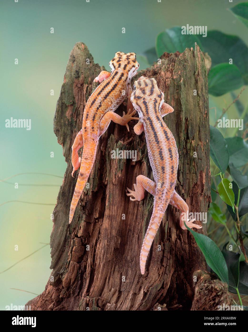 Wonder gecko, pair (Teratoscincus scincus keyserlingii), giant frog gecko Stock Photo